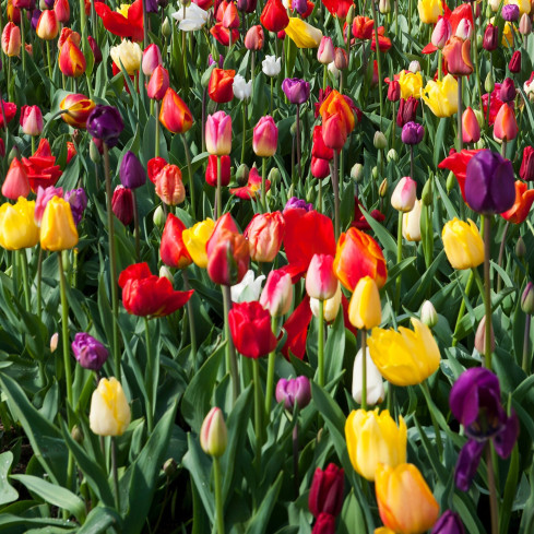 CEB15 TULIPAN CEBULKI TULIPANÓW CEBULKA KWIATÓW mix kolorów TRIUMPH MIXED 50SZT