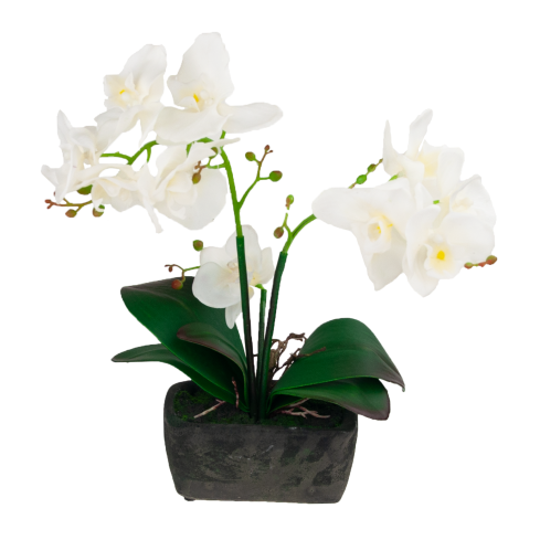 CV10855-MIX GUMMED ORCHID in Topfmischung