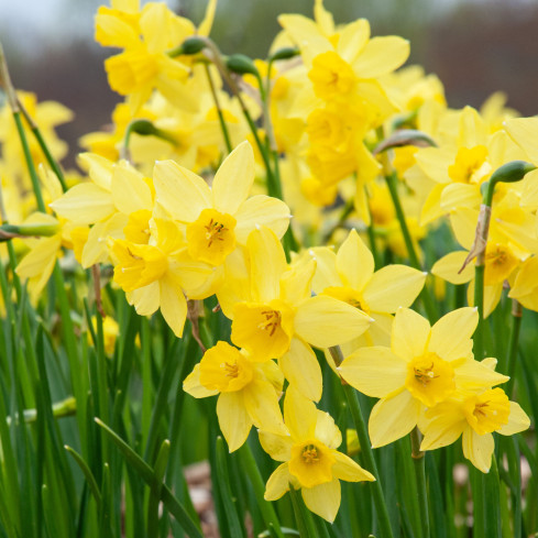 CEB9 NARZISSE NARZISSE SÜSSE BLUME BLUMENZWIEBEL BLUMENZWIEBELN