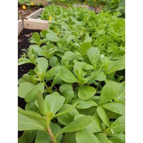 W1768 PORTULAKA WARZYWNA NASIONA 1G TORAF SMACZNA ZROWA SUPERFOOD OMEGA-3