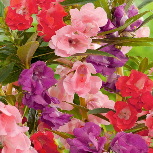 R1132 BALSAMINA KAMELIOWA KARŁOWA NASIONA RABATOWA DONICZKOWA PASTELOWE KWIATY