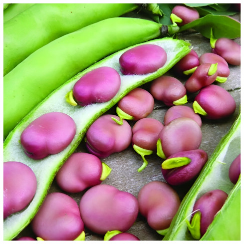 W1007 BÓB KARMAZYN Vicia faba L. var. major karminowo-czerwonej plenny smaczny wczesny 30G