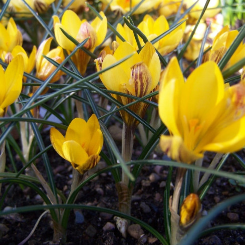 CEB18 CIBULKY KROKUSŮ CROCUS YELLOW FUSCOTINCTUS CHRYSANTHUS 50KS