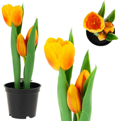 CV10553-4 TULPEN TULPEN GUMMIERTE BLUMEN ALS LIVE PREMIUM IM TOPF ORANGE