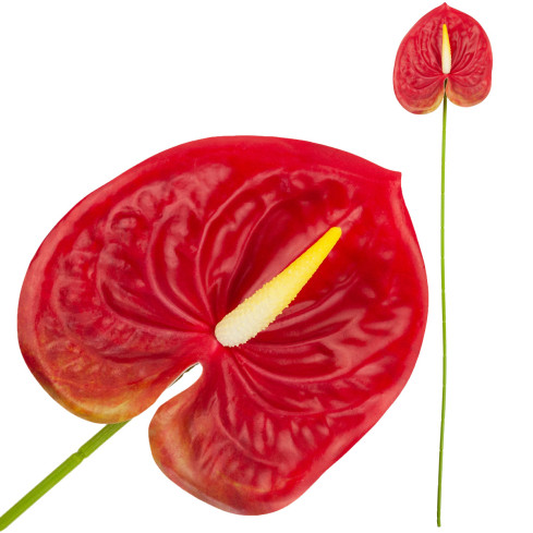 CV15803-5 GUMOVÉ ANTURIE ČERVENÉ 60 CM UMĚLÉ KVĚTINY