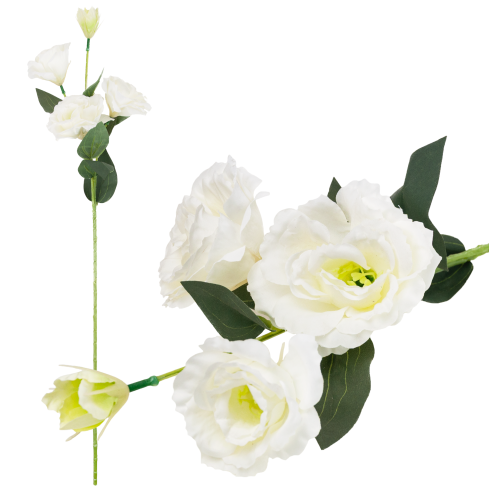 CV21840-1 Eustoma, 4-flowered stem, white, delicate wild rose