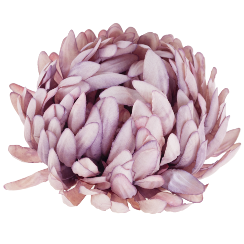 CV28499-11 CHRYSANTHEMUM GROSSEN KOPF DER WAHL PREMIUM-BLUMEN