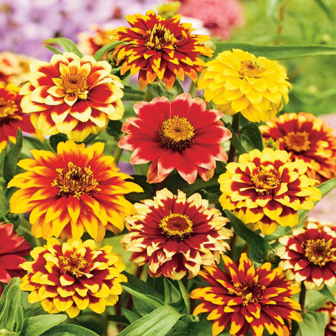 R2069 PERSKÁ CYNIE SEMÍNKA SMĚS BAREVNÉ KVĚTINY pro řezané květiny