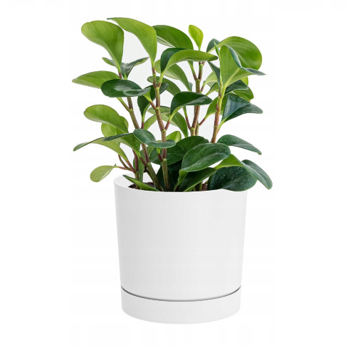 DPOP350-S449 Plant Pot with Saucer, Drain Hole, and Tube, White