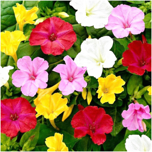 R2093 RIDDLER 2G semínkové květy TORAF pestrobarevné záhony fluorescenční barva