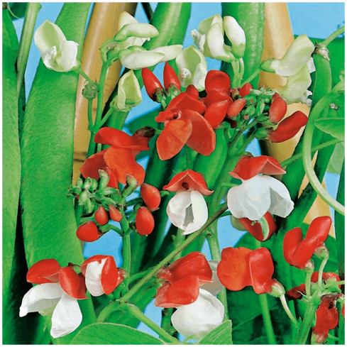 R2096 ORNAMENTÁLNÍ SMĚS SEMEN FASOLY ROČNÍ NA STĚNY ALTAN TARAS 6SZT.