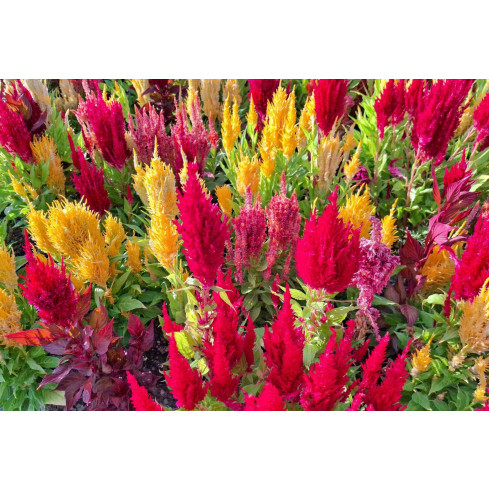 R2067 CELOZJA PIERZASTA MIX Kolorowe kwiaty Pióropusze MIESZANKA DEKORACJA ogród