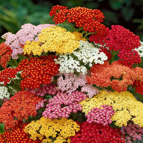 R2140 KRWAWNIK POSPOLITY MIX NASION BYLINA RABATOWA ZADARNIAJĄCA NA KWIATY CIĘTE