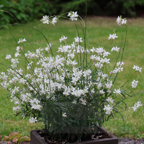 R5505 GAURA BIAŁA NASIONA białe KWIATY DO OGRODU ŁĄKA SKALNIAK mrozoodporne
