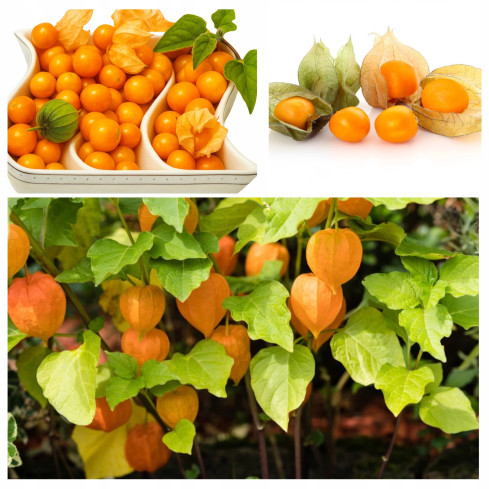 W1185 RODZYNEK BRAZYLIJSKI NASIONA Jagoda inkaska ozdobna jadalna owoce lecznicze