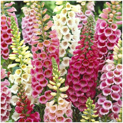 R2184 NAPARSTNICA PURPUROWA MIX dwuletnia nakrapiana Digitalis purpurea