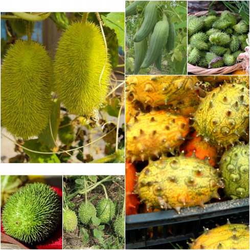 R2190 OGÓREK OZDOBNY MIX KOLCE EGZOTYCZNE DŁUGIE PĘDY TARAS BALKON CUCUMIS SP.