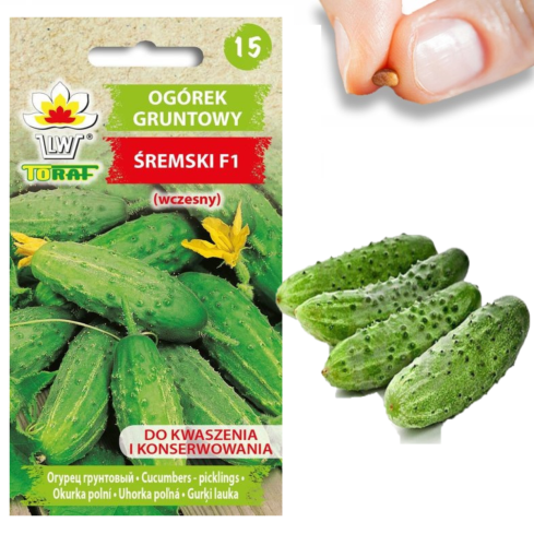 W1129 BODENGURKE SAMEN ŚREMSKI F1 FRÜH GRÜN WINTERHART 5G