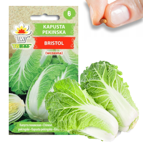 W1088 KOHLSAMEN BRISTOL FRÜH GROSSE SCHMACKHAFTE KÖPFE 1G