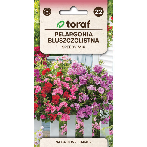 Hanging Geranium Speedy Mix, Pelargonium peltatum F2 hybrids, 10 seeds