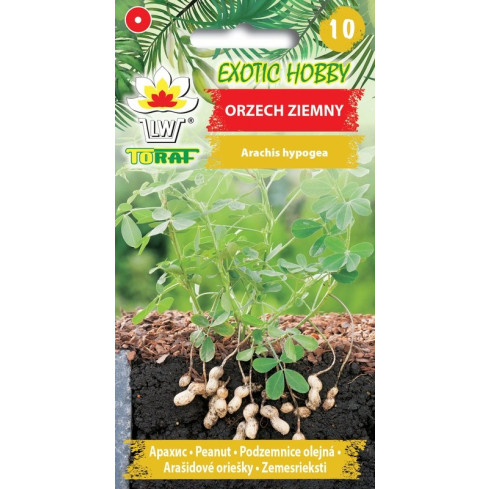 W6137 Arašídy 5ks, semena ořechů, arašídy, arašídy