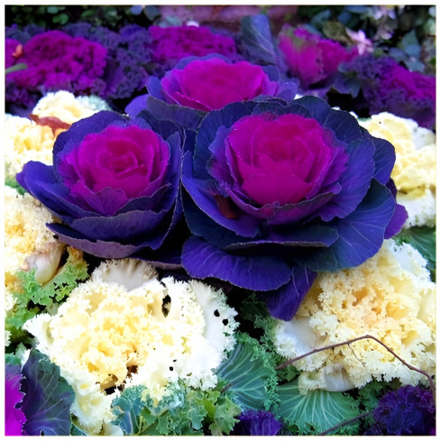 R2130 SMĚS SEMEN OKRASNÉHO ZELÍ KUDRNATÉHO JEDNOLETÉHO VÍCEBAREVNÉHO