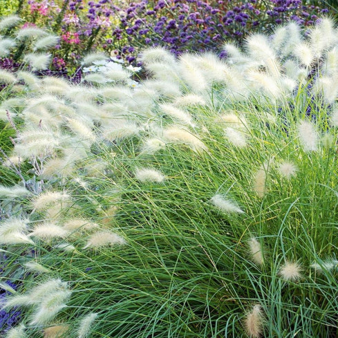 R2251 Pennisetum villosum (hairy pennisetum) – annual, feathery clumps, 12 plants