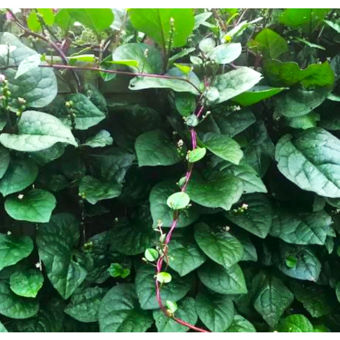 W1284 MALABAR SPRINKA DRAIN jedlý okrasný léčivý křupavý