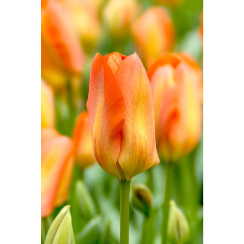 CEB13 TULIPÁNOVÁ ŽÁROVKA ORANŽOVÁ KVĚTINOVÁ ŽÁROVKA "ORANŽOVÝ VÁNEK" 50KS