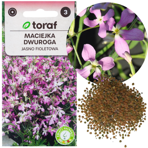 R0555 DVOUSETLETÁ OKRASNÁ ROSTLINA VOŇAVÉ SEMENO 3G