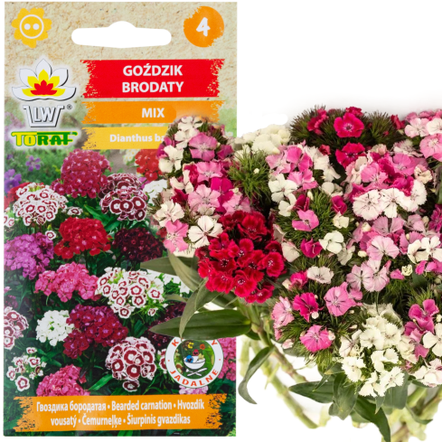R0739 BARTNELKEN MIX 1G BLUMENSAMEN MEHRFARBIGE NELKEN