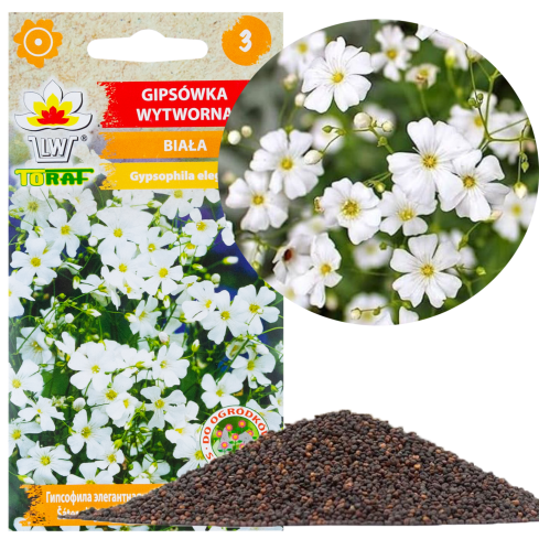 R4584 Elegant Gypsophila, White – 1 g of gypsophila seeds; flowers for flower beds and rock gardens