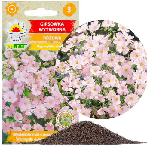 R4591 RAFFINIERT ROSA GYPSOPHILA 1G BLUME SAMEN JÄHRLICH