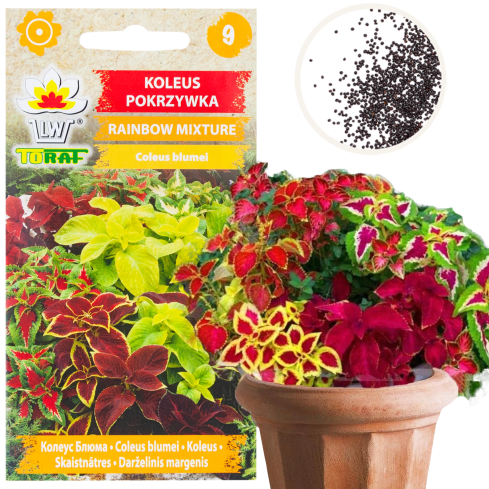 R6663 KOLEUS KOPŘIVA 0,2G KVĚTOVÁ SEMENA DUHOVÁ SMĚS SMĚS