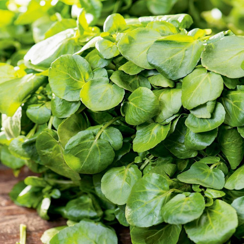 W1187 Rukiew wodna duzo witamin nasiona warzyw plenna odporna superfood