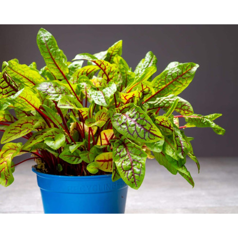 Z3033 Blood sorrel, ornamental and edible perennial, rich in beta-carotene (Rumex sanguineus)