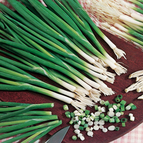 W1022 CEBULA SIEDMIOLATKA BAJKAL SMACZNY AROMATYCZNY SZCZYPIOR Allium fistulosum L. 3G