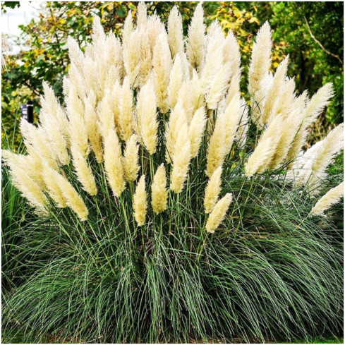 R2249 Pampas grass, feathery inflorescences, the most striking variety: Cortaderia selloana