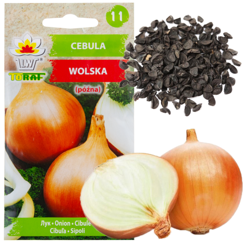 W0050 WOLSKA CIBULE OSIVO POZDNÍ ODRŮDA PLODNÁ REZISTENTNÍ 5G