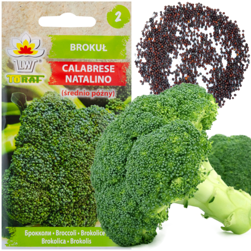 W1008 osivo brokolice CALABRESE NATALINO ZDROJ VITAMINŮ Snadné pěstování
