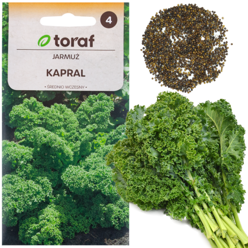 W1066 RED CRUISE SEEDS MEDIUM-RESISTANT HEALTHY 1g