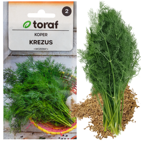 W1093 DILL DILLSAMEN FRÜH ZUM BEIZEN 5G