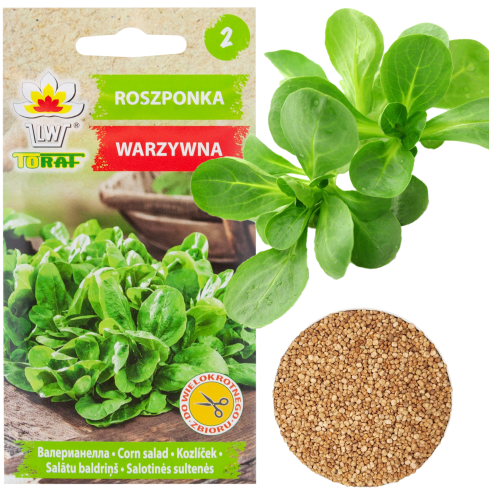 W1186 FELDSALAT GEMÜSESAMEN VITAMINREICHER KOPFSALAT 1G