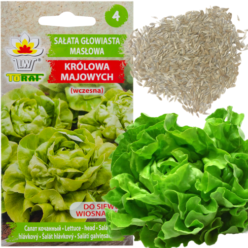 W1217 HLÁVKOVÝ SALÁT QUEEN OF MAY RANÝ PEVNÝ SALÁT SEMENA 2G