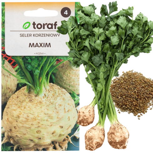 W1227 SELLERIEWURZELMAXIMUM SPÄTE WEISSE SELLERIESAMEN ZUR AUSSAAT 1G