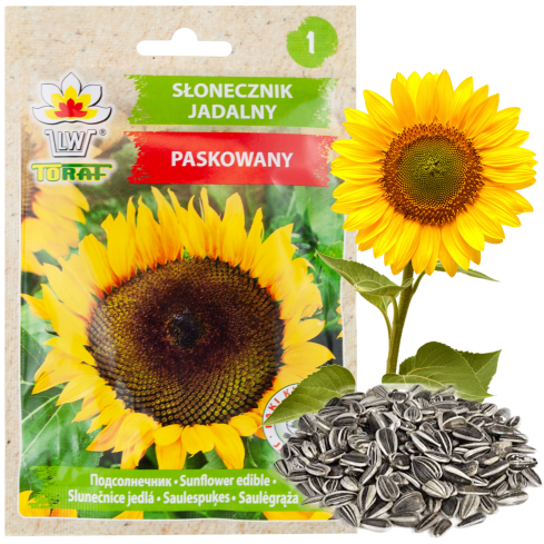 W1231 JEDLÁ SLUNEČNICE ZAHRADNÍ PRUHOVANÁ SEMENA SLUNEČNICE PRO VÝSEV 10G