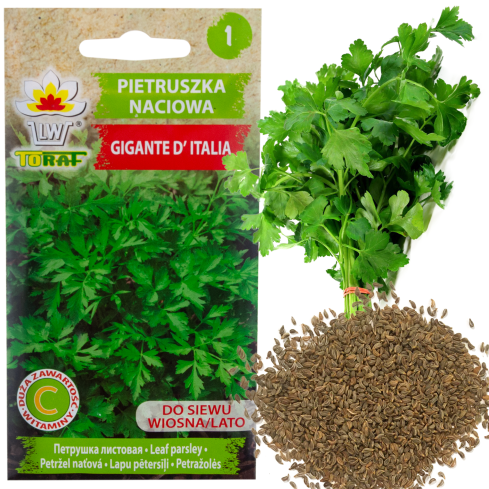 W3754 PETRŽEL GIGANTE D'ITALIA 2G SEMENO VYSOCE PRODUKTIVNÍ AROMATICKÁ