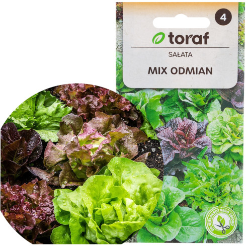 W6595 SMĚS SALÁTŮ ODRŮDY SEMEN KŘUPAVÁ MÁSLOVÁ SMĚS 1G