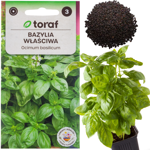 Z3001 BASILIKUM ECHTES BASILIKUM SAMEN KRÄUTER GEWÜRZE GRÜN AROMATISCH 1G