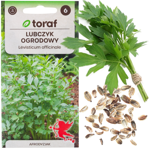 Z3017 LIBEČEK ZAHRADNÍ BYLINA SEMENO VYTRVALÉ KOŘENÍ AROMATICKÉ MAGI 1G